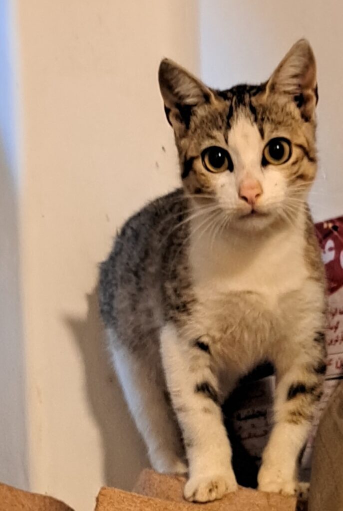 گربه نر ۸ ماهه